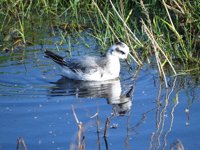 13 11 15_8395_edited-1.jpg - GREY PHALAROPE - STANPIT MARSH, CHRISTCHURCH - 13.11.15